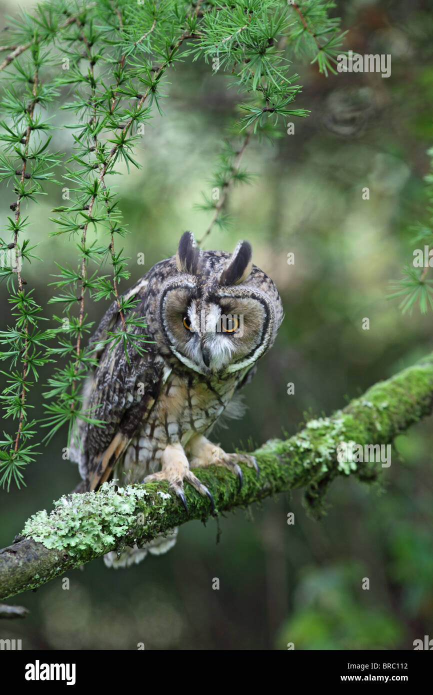 Long eared owl ( Asio otus ) in larch tree hunting Stock Photo