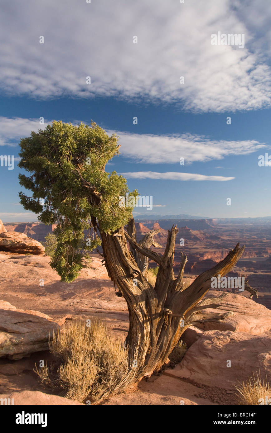 Juniper tree (Juniperus Osteosperma), Dead Horse Point State Park, near Moab, Utah, USA Stock Photo