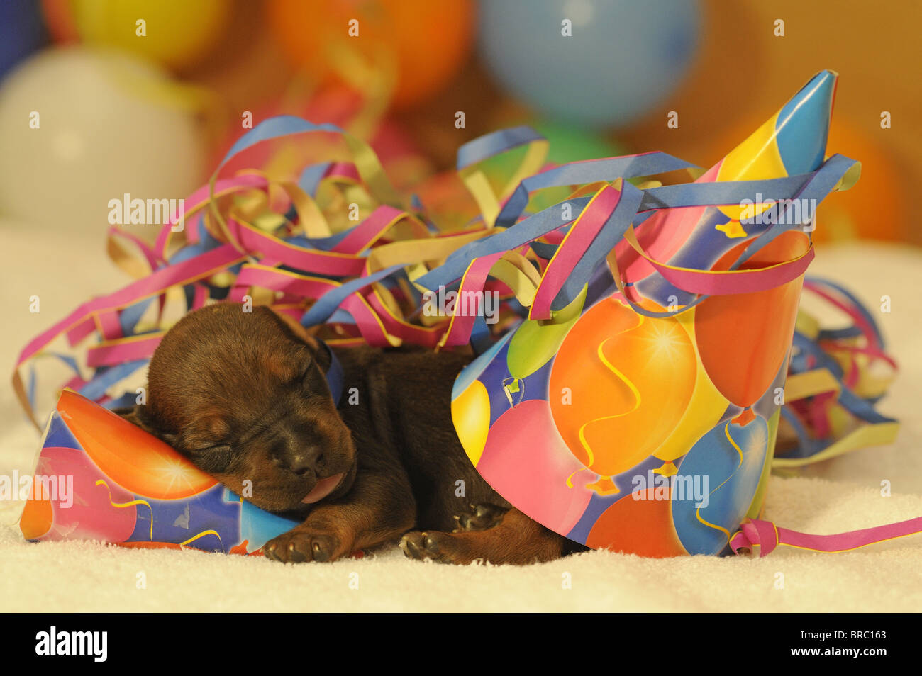 Rhodesian Ridgeback (Canis lupus familiaris). Puppy sleeping among paper streamers and multicolored little hats. Stock Photo