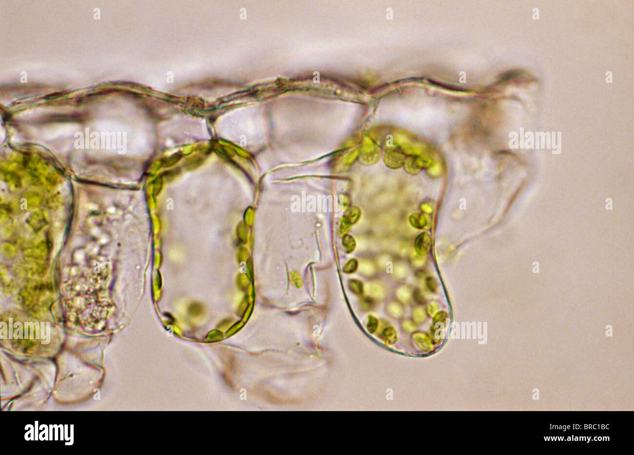 Light Micrograph (LM) of a plant cell chloroplasts, the site where photosynthesis takes place Stock Photo