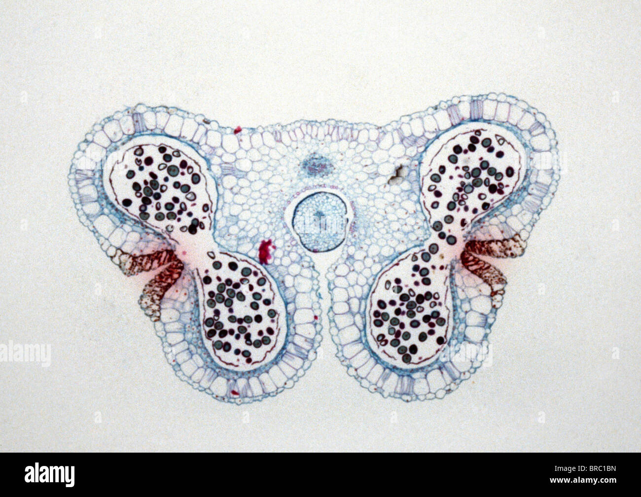 Light Micrograph (LM) of the transverse section of Lilium anthers with mature pollen, magnification x15 Stock Photo