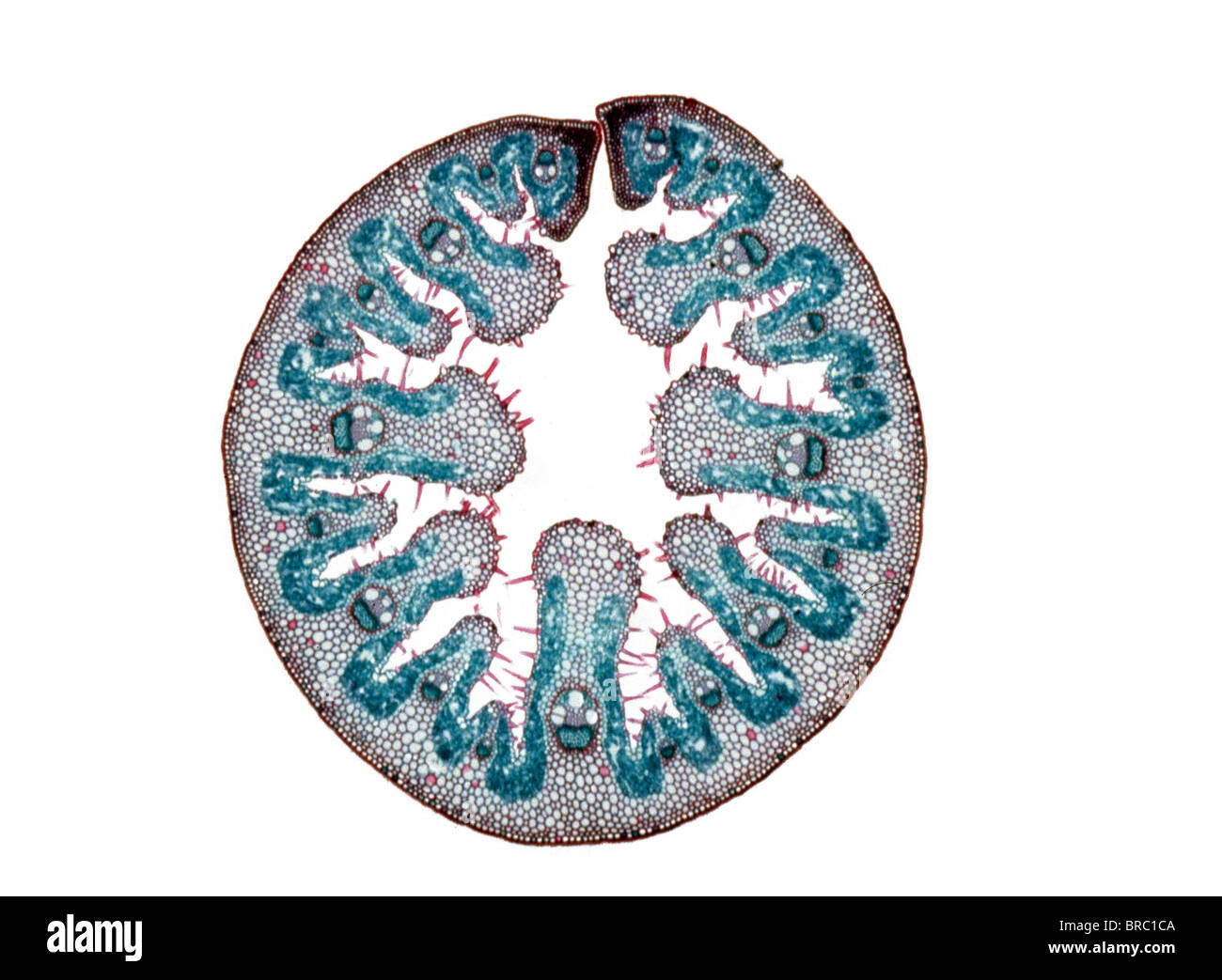 Light Micrograph (LM) of the transverse section of a leaf of Marram Grass (Ammophila sp.), magnification x 15 Stock Photo