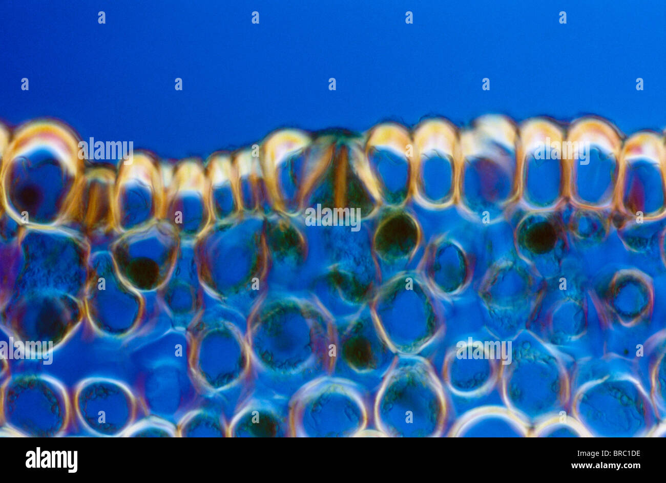 Light Micrograph (LM) of a transverse section of a stem of Whisk Fern (Psilotum nudum), magnification x 1200 Stock Photo