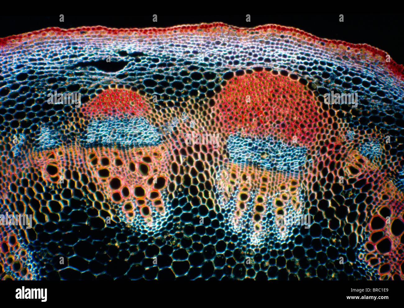 Light Micrograph (LM) of a transverse section of a stem showing vascular bundle, cortex and epidermis of Jerusalem artichoke Stock Photo