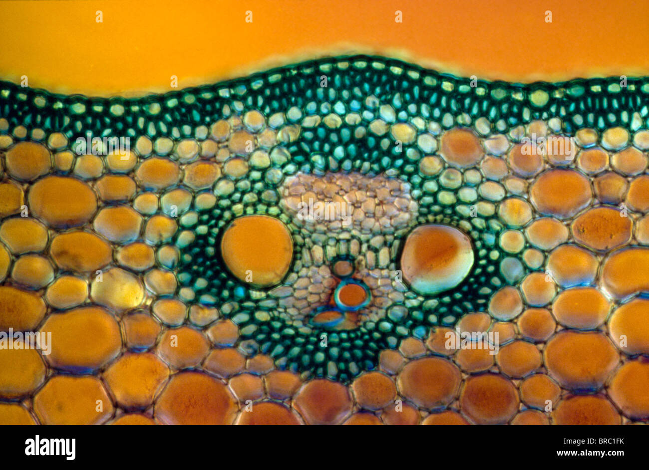 Light Micrograph (LM) of transverse section of a Maize stem showing vascular bundle, cortex and epidermis, magnification x600 Stock Photo