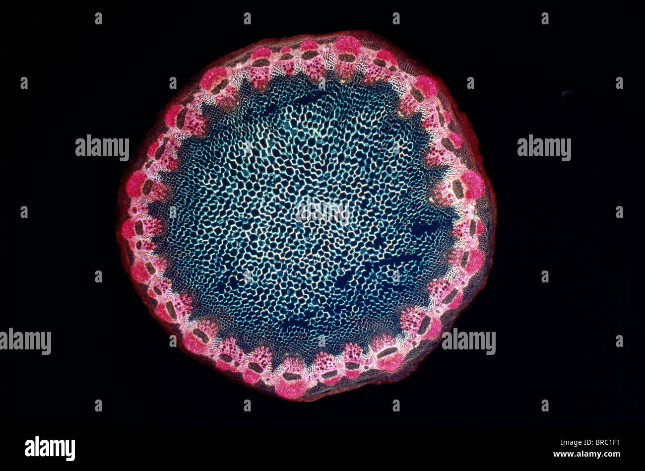Light Micrograph (LM) of a transverse section of a Helianthus stem, magnification x 18 Stock Photo