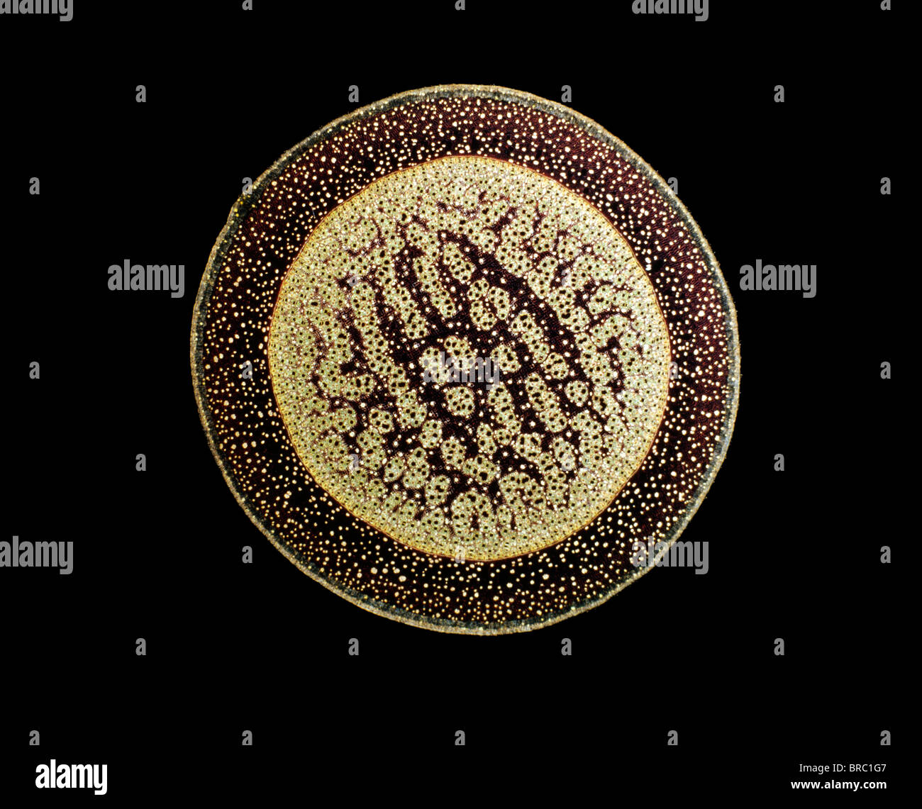 Light Micrograph (LM) of a transverse section of an aerial root of a Pandanus sp., magnification x30 Stock Photo