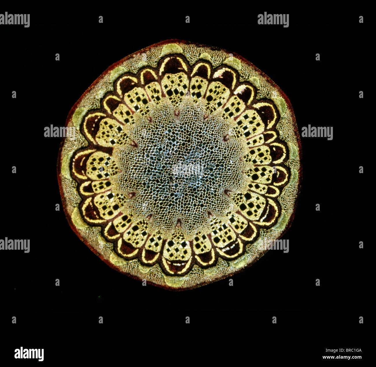 Light Micrograph (LM) of a transverse section of a stem of Fragrant Virgin's Bower (Clematis flammula) stem, magnification x30 Stock Photo