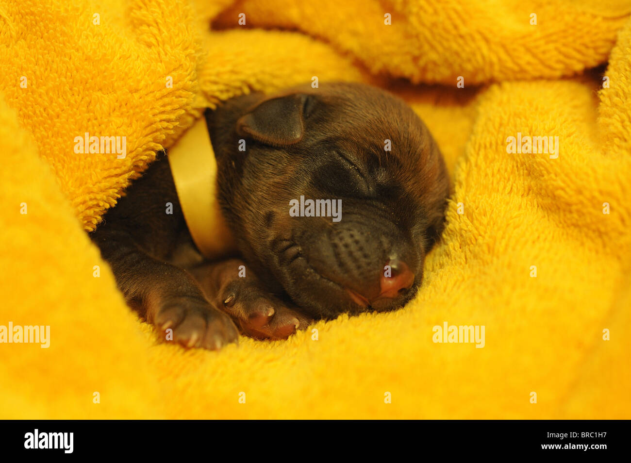 Rhodesian Ridgeback (Canis lupus familiaris). Very young puppy (one week old) with eyes still closed sleeping in a yellow towel Stock Photo