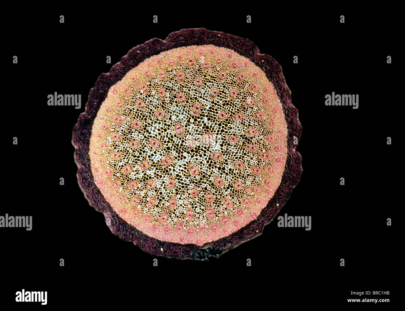 Light Micrograph (LM) of a transverse section of a stem of a Monocot (Ruscus aculeatus), magnification x30 Stock Photo