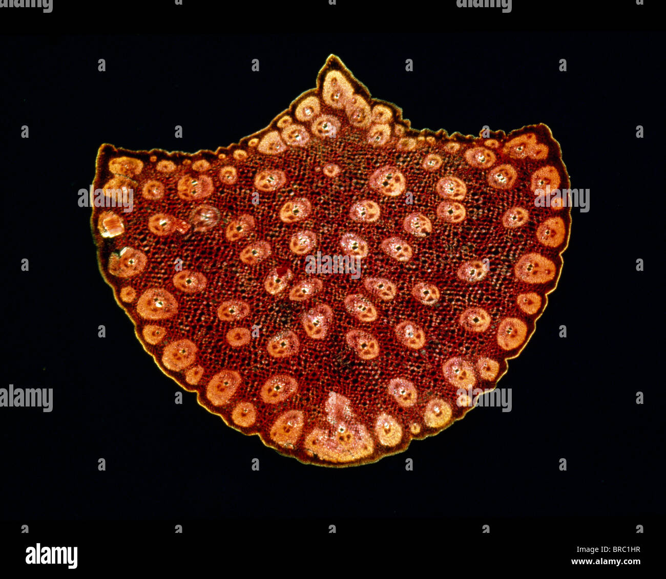 Light Micrograph (LM) of a transverse section of a stem of a Palm, magnification x12 Stock Photo