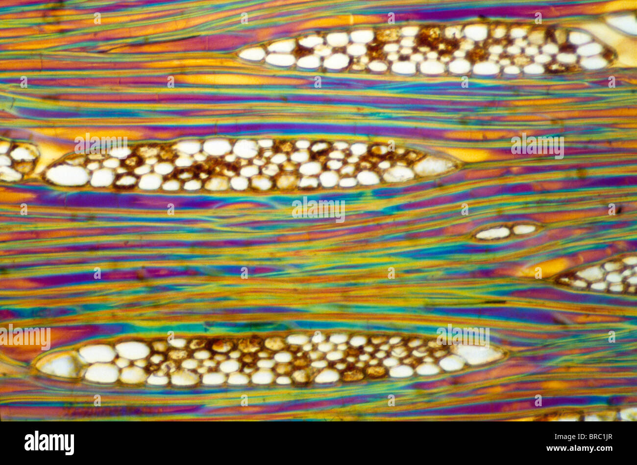 Light Micrograph (LM) of a longitudinal section showing xylem elements of Mahogany (Swietenia mahagoni), magnification x600 Stock Photo