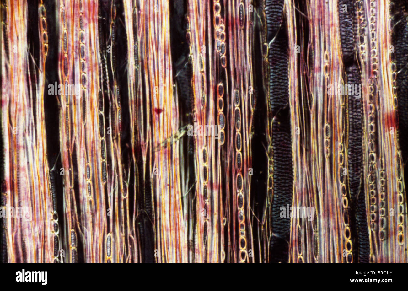 Light Micrograph (LM) of a longitudinal section showing xylem elements of a Ribes sp. stem, magnification x600 Stock Photo