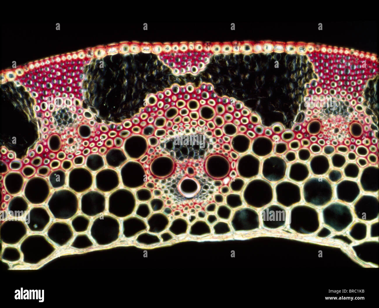 Light Micrograph (LM), transverse section of a straw of Wheat showing vascular bundle, cortex and epidermis, magnification x1200 Stock Photo