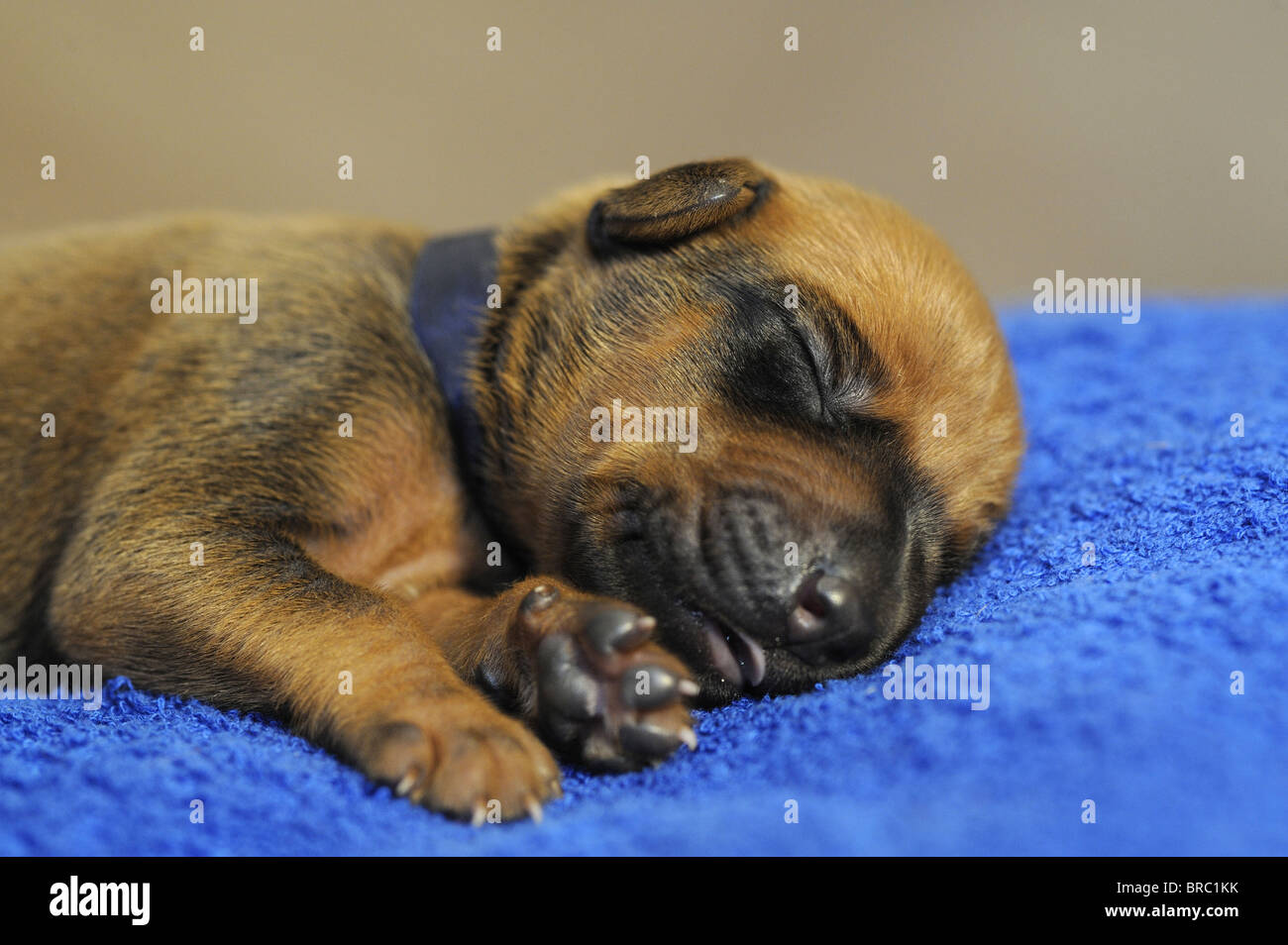 Rhodesian Ridgeback (Canis lupus familiaris). Very young puppy with eyes still closed sleeping on a blue towel. Stock Photo