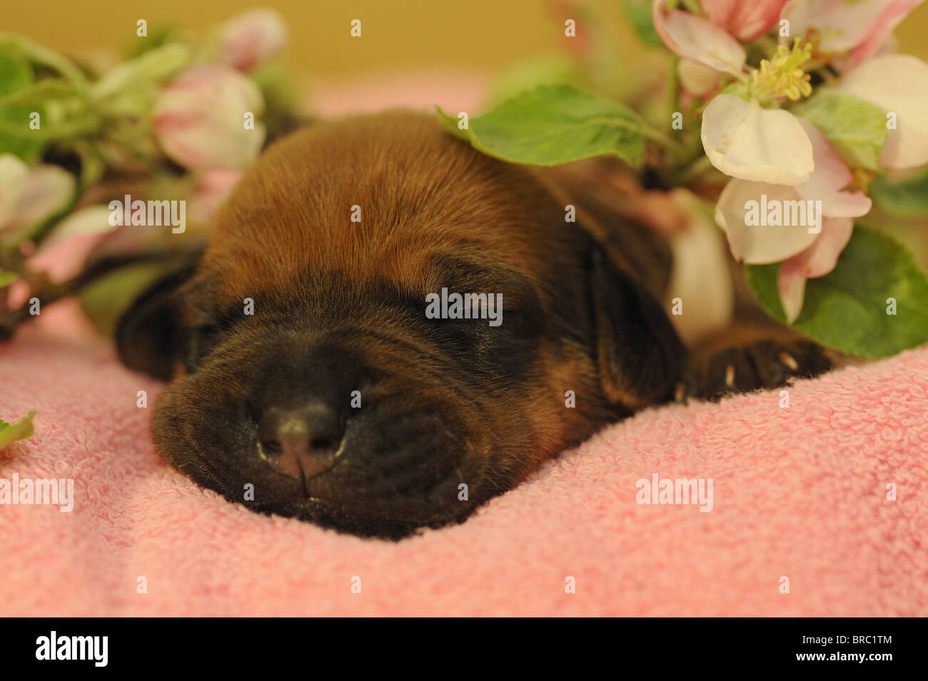 Rhodesian Ridgeback (Canis lupus familiaris). Puppy sleeping on a pink towel next to apple blossoms. Stock Photo