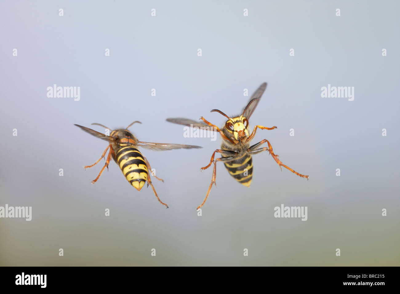 Median wasp ( Dolichovespula media) in flight Stock Photo