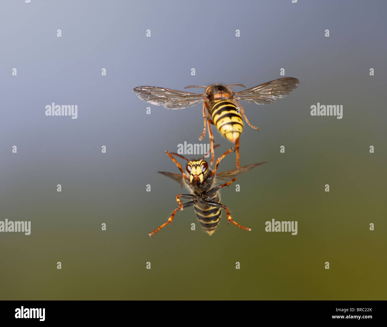 Median wasp ( Dolichovespula media) fighting Stock Photo