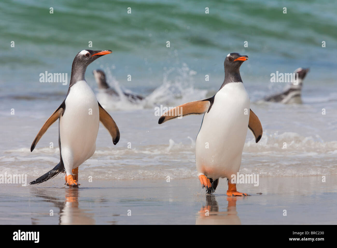 2 Gentoo penguins coming ashore, after foraging at sea. They feed on fish and crustaceans. New Island, Falkland Islands, UK Stock Photo