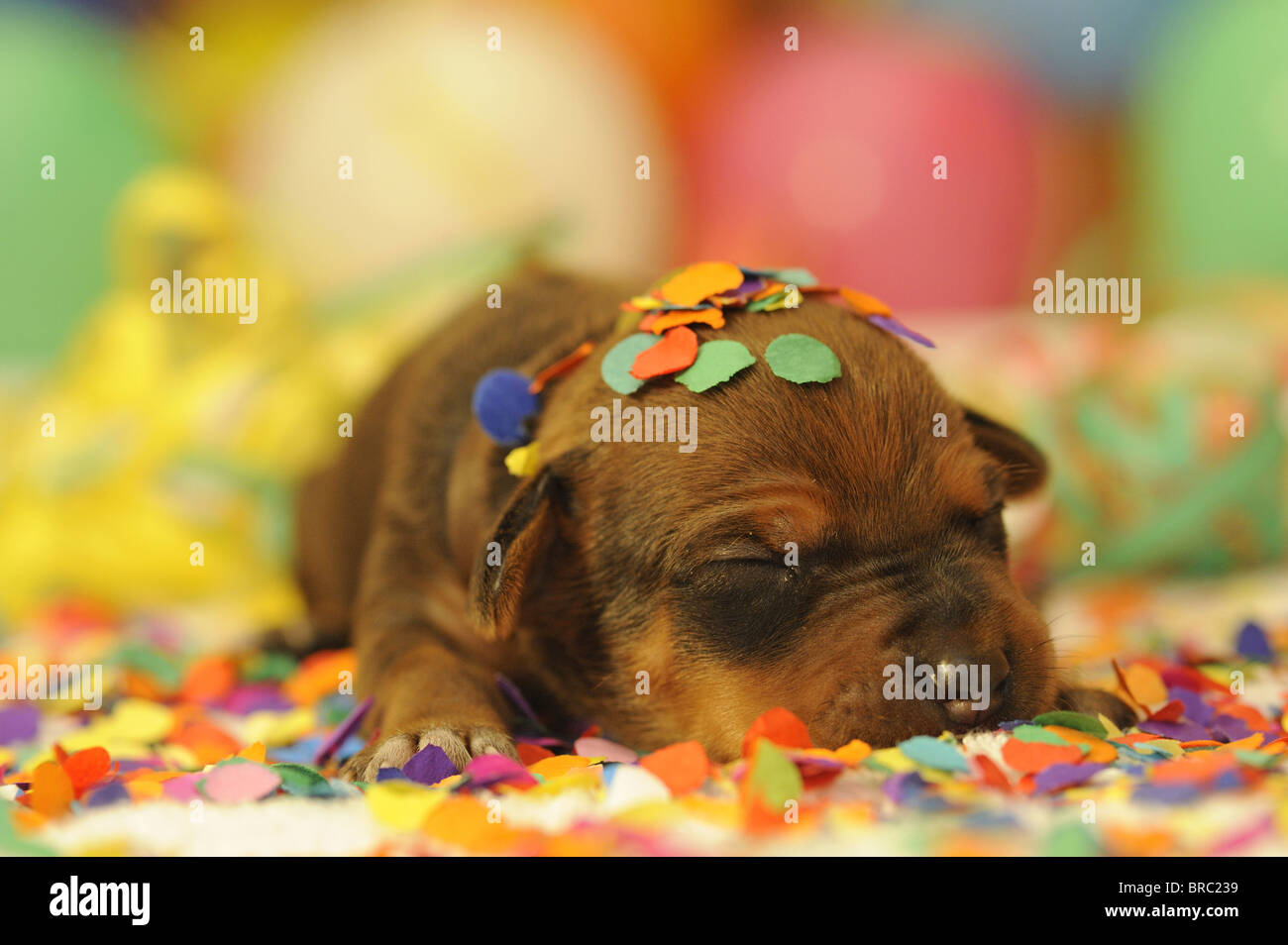 Rhodesian Ridgeback (Canis lupus familiaris). Puppy sleeping among multicolored confetti. Stock Photo