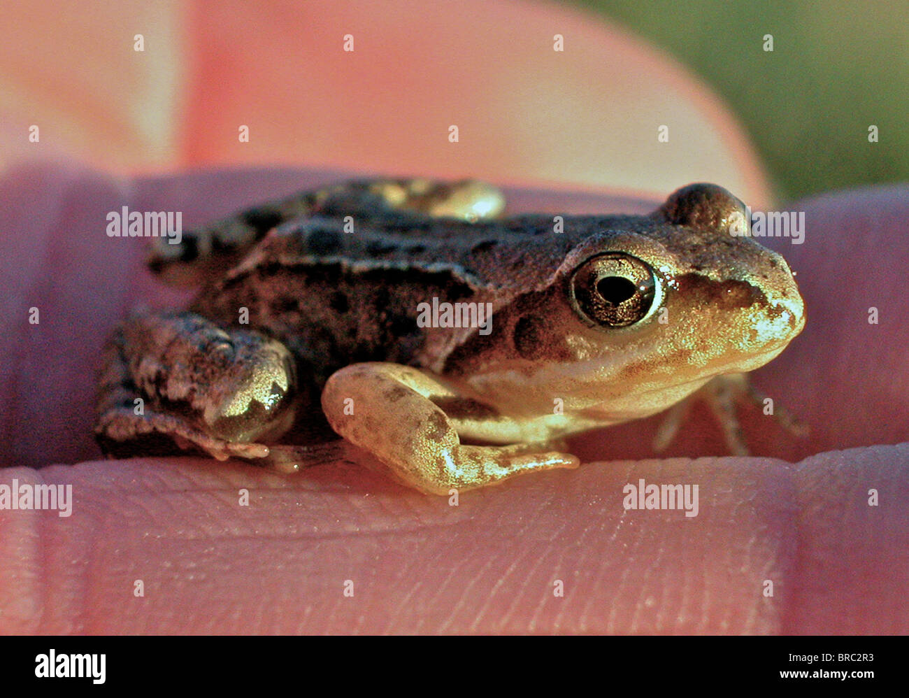 Frog - young frog amphibian - small frog. Common Frog (Rana