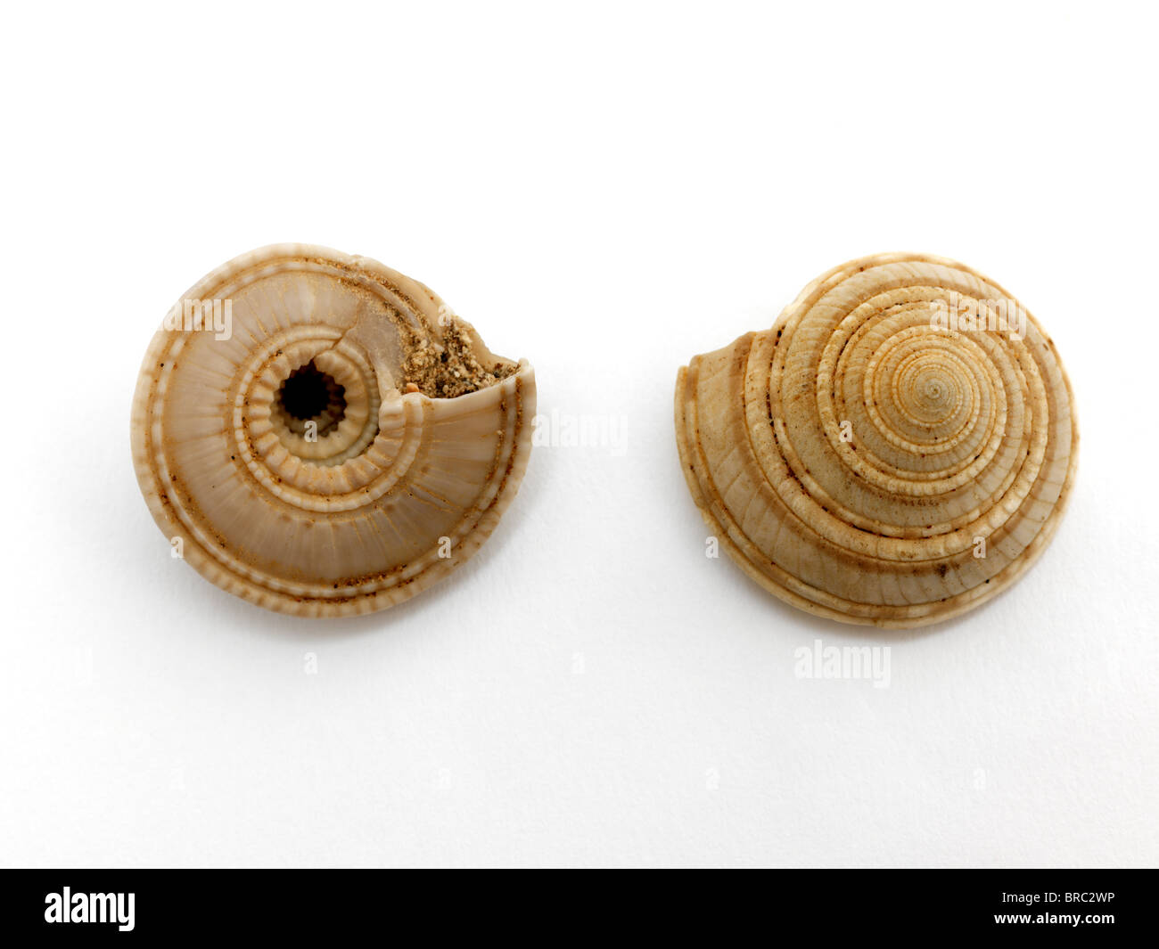 Gastropod Sea Shells Stock Photo