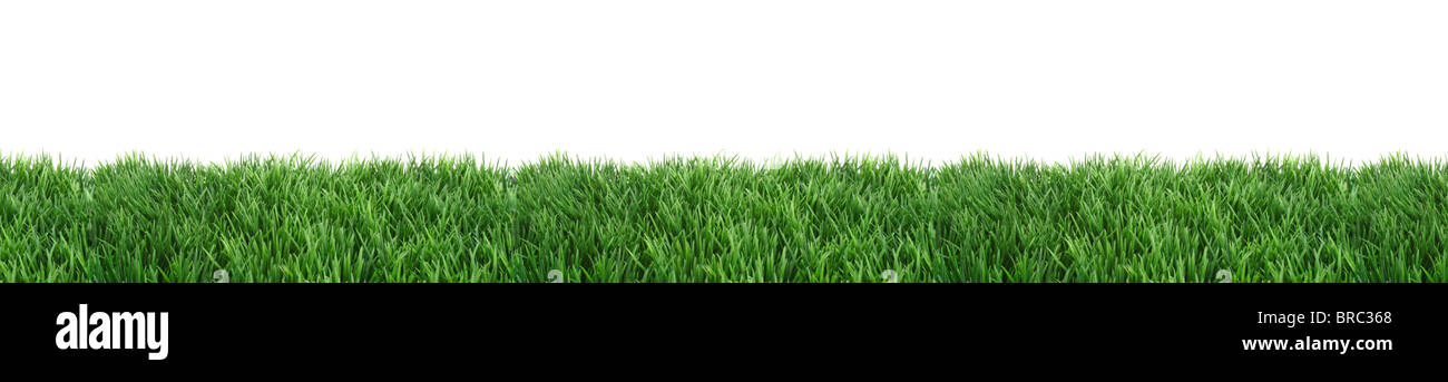 A fine green lawn in front of a plain white background. Stock Photo