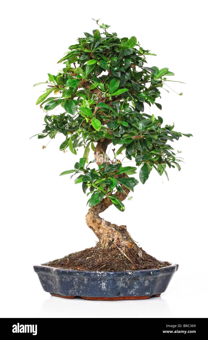 classic bonsai plant in a pot isolated on white Stock Photo - Alamy