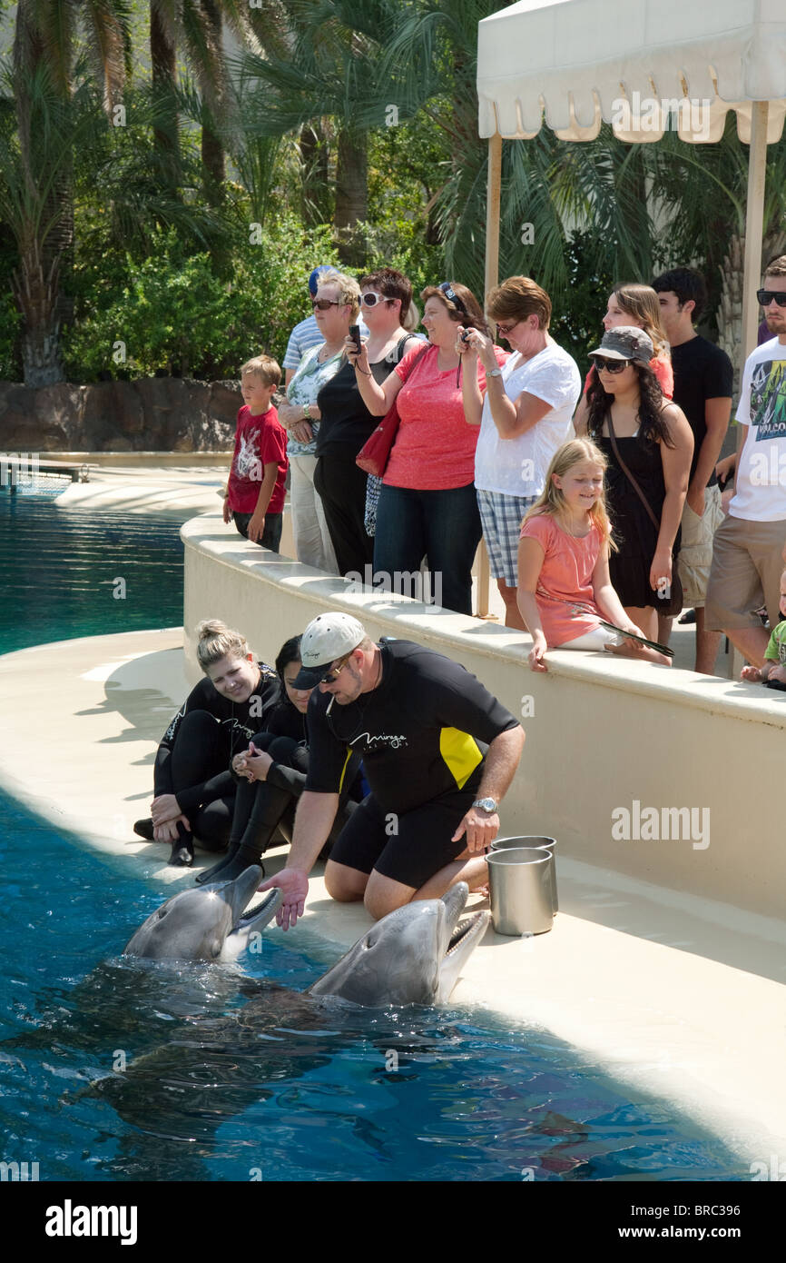Animal handlers feeding the bottlenose dolphins while tourists look on, the Mirage Hotel Las Vegas USA Stock Photo