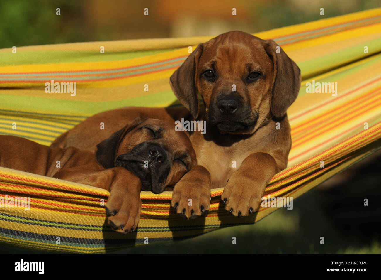 Rhodesian Ridgeback (Canis lupus familiaris). Two puppies in a hammock. One is sleeping, the other is looking into the camera. Stock Photo