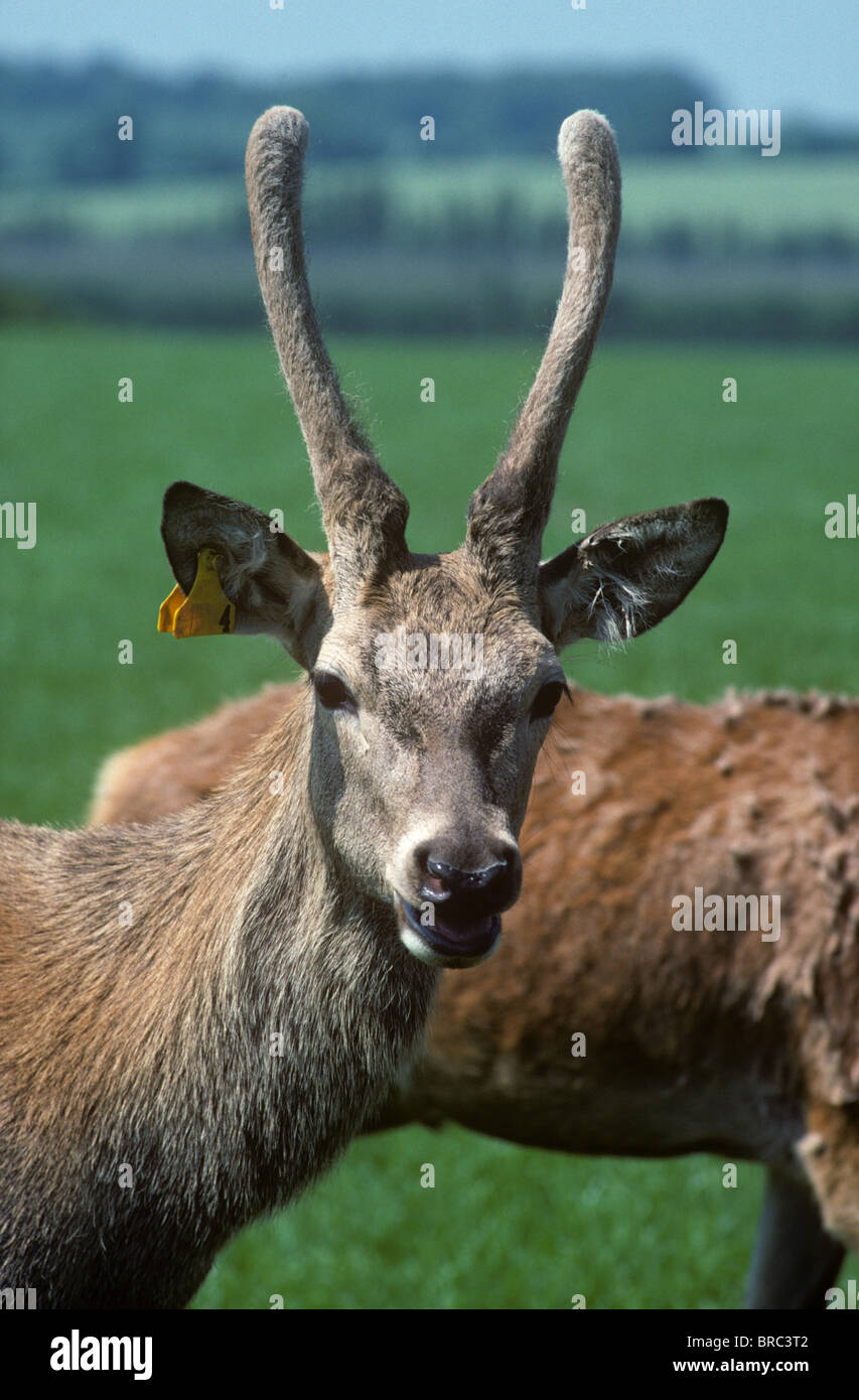 A young red deer (Cervus elaphus) stag with unpointed felt covered antlers looking at the camera Stock Photo