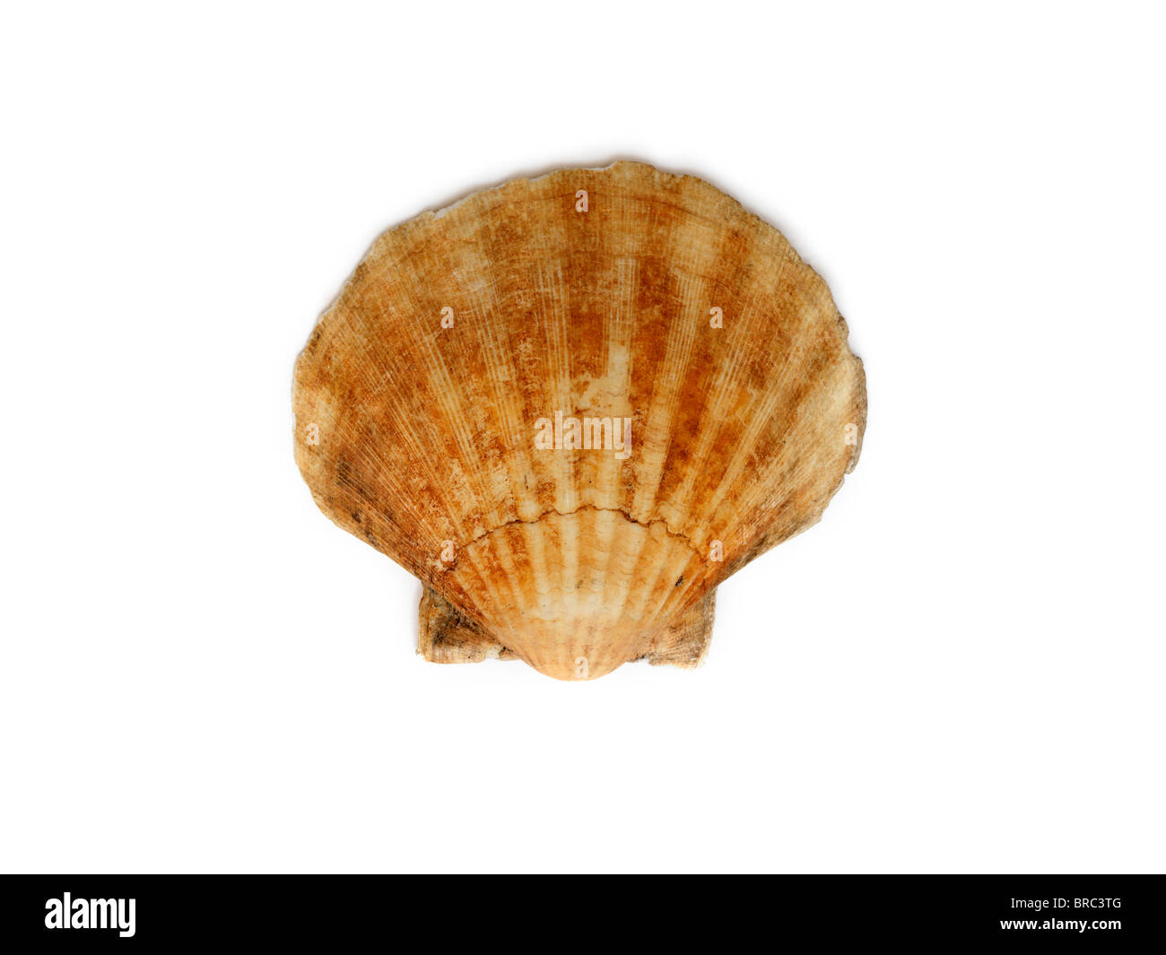 Bivalve Scallop Sea Shell Stock Photo