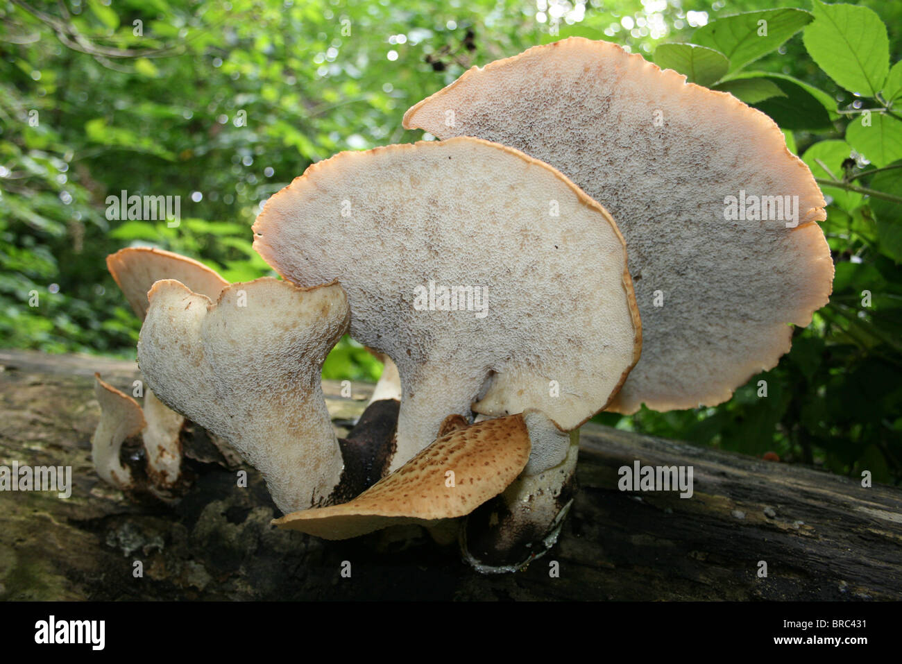 Underside of Dryad's Saddle Fungi Polyporus squamosus Taken at Dibbinsdale LNR, Wirral, UK Stock Photo