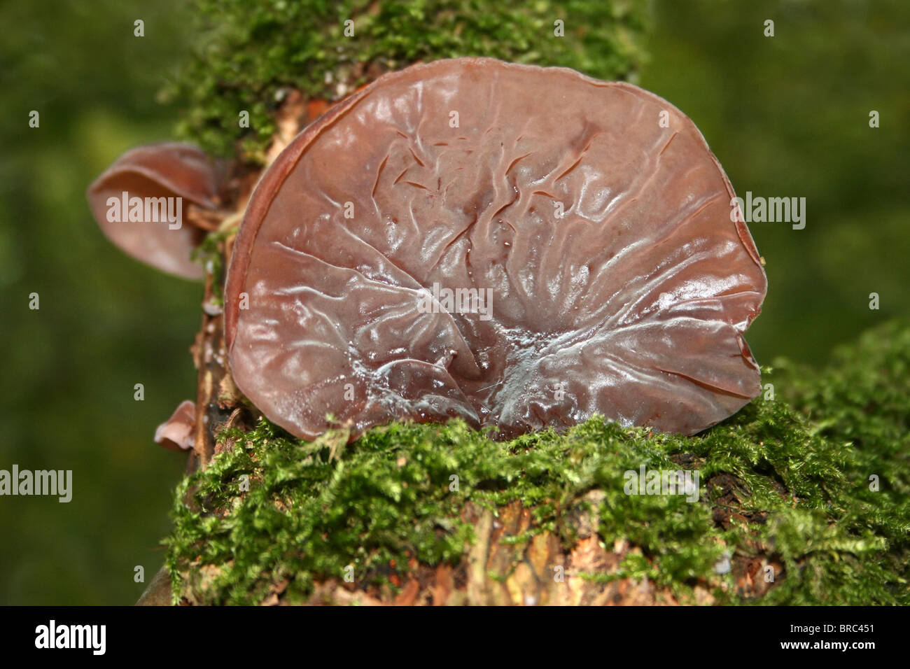 Jelly Ear Fungi Auricularia auricula -judae Taken at Dibbinsdale LNR, Wirral, UK Stock Photo