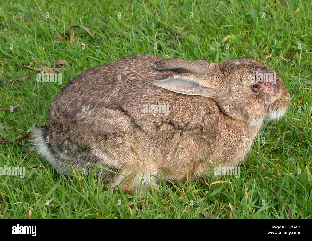 RABBIT SUFFERING FROM MYXOMATOSIS Wild rabbit in Sussex suffering from