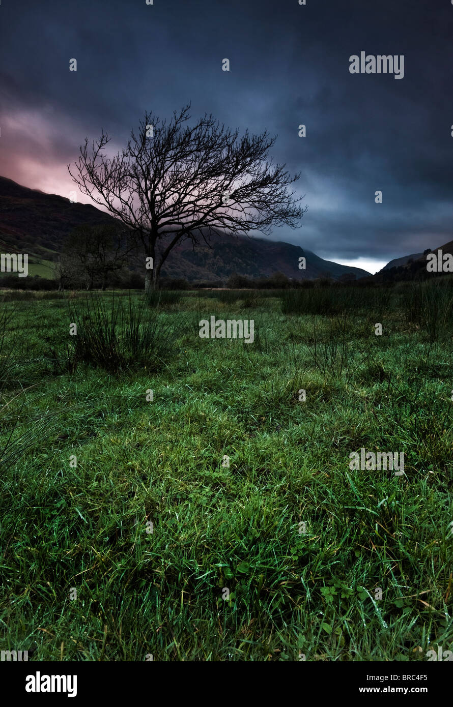 A lone tree in a field under a stormy sunrise sky Stock Photo - Alamy