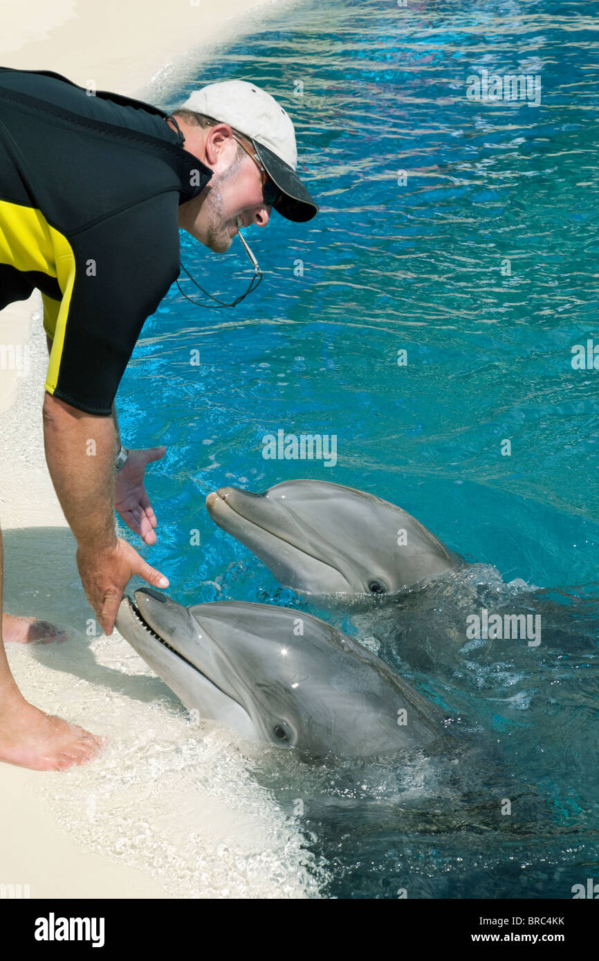 Animal handler feeding the bottlenose dolphins, the Mirage Hotel Las Vegas USA Stock Photo