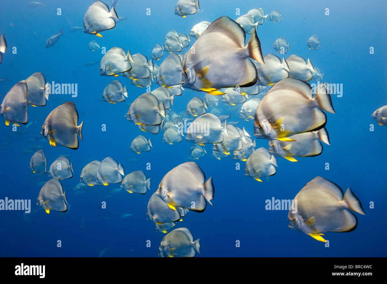 A School Of Batfish swim slowly past Shark Reef Red Sea Egypt Stock ...