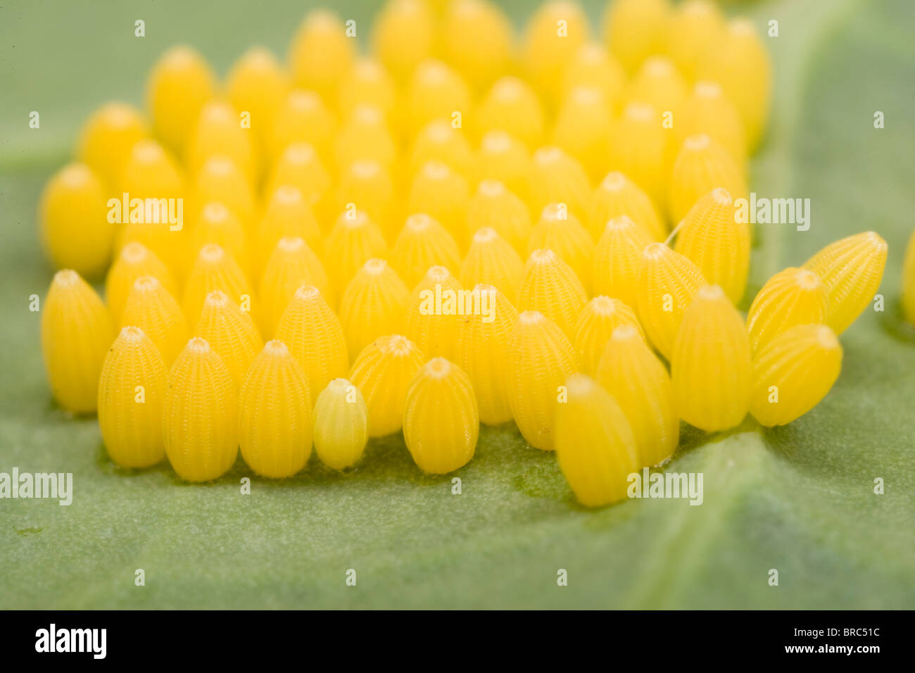 Large white ( Pieris brassicae ) close up of eggs Stock Photo