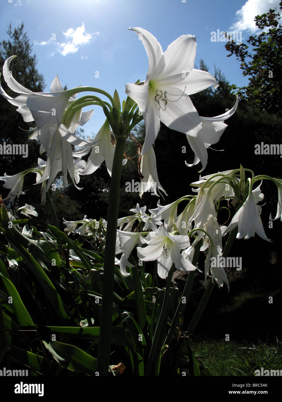 white amaryllis belladonnas Stock Photo