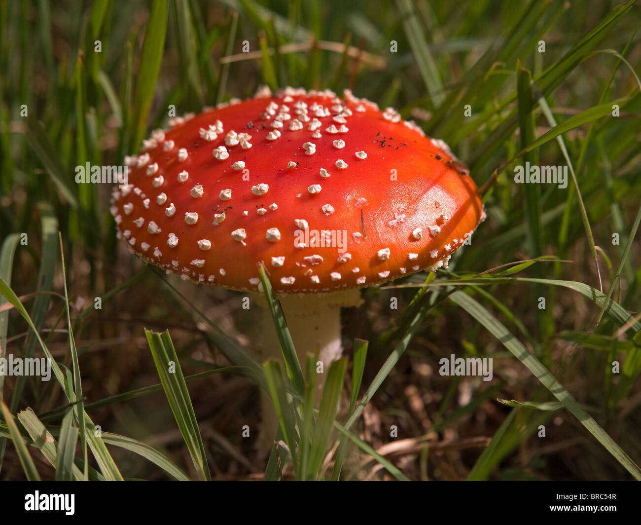Amanita muscaria fungus commonly known as the fly agaric found in the New Forest Hampshire England UK Stock Photo