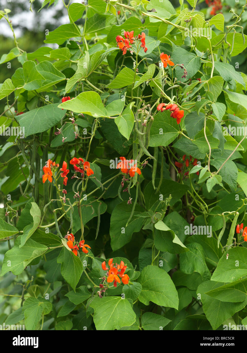 Runner Beans Flowering Red Emperor Stock Photo