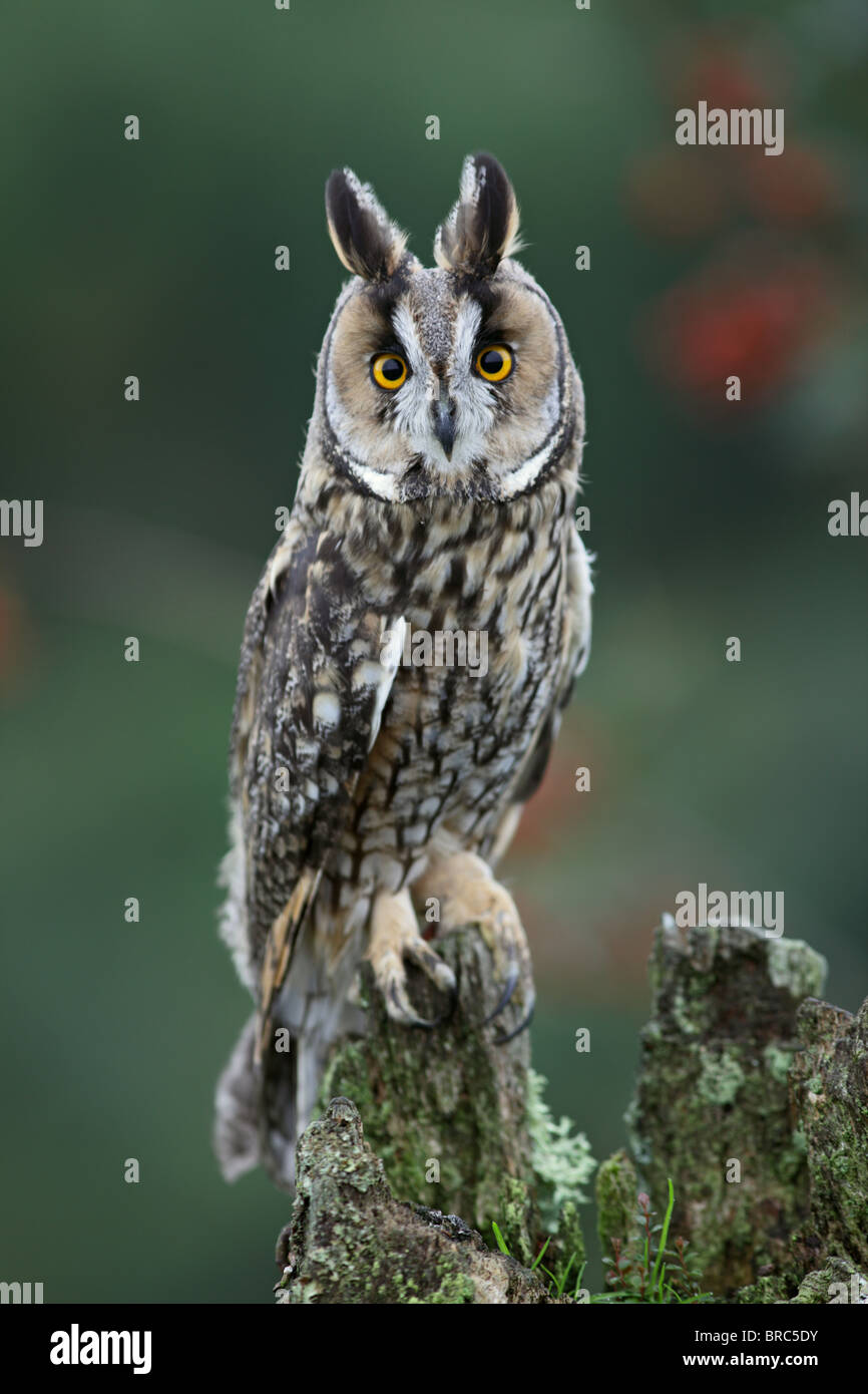 Long eared owl ( Asio otus ) Perched on stump Stock Photo