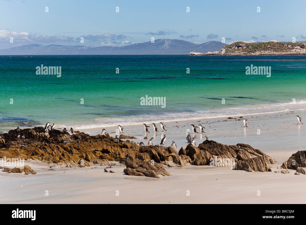Beautiful beach, on the southern tip of Carcass Island, with gentoo and Magellanic penguins, Falkland Islands. Stock Photo