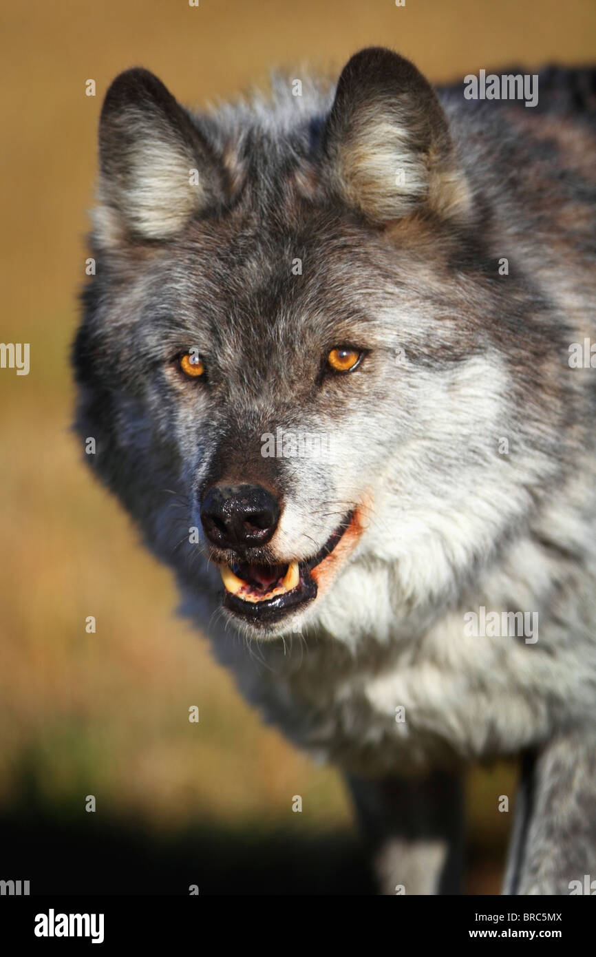 Wolf (Canis Lupus); Golden, British Columbia, Canada Stock Photo Alamy