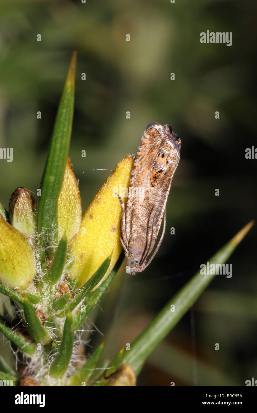 Micro-moth (Cydia succedana : Tortricidae) on gorse, its larval foodplant, UK. Stock Photo
