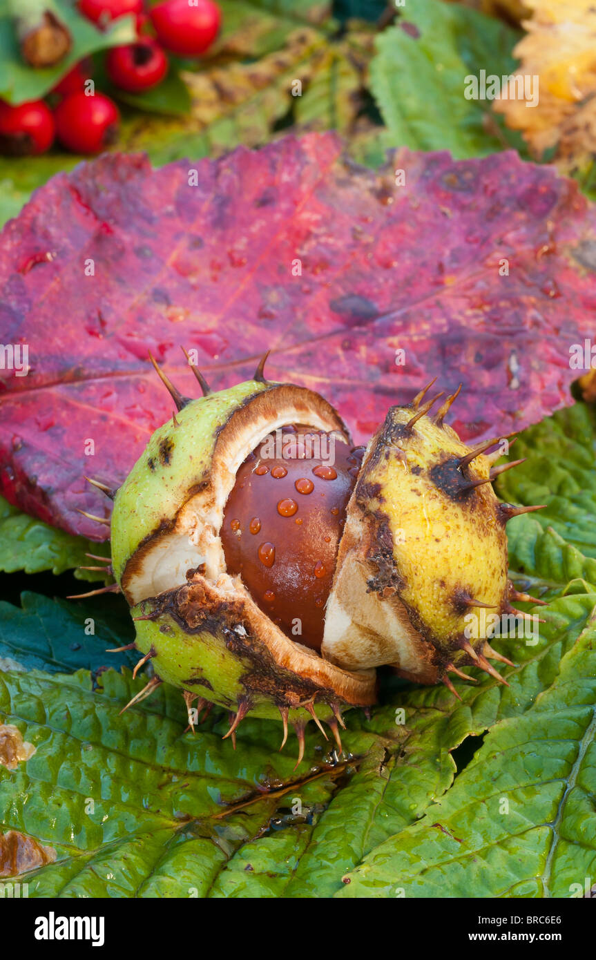 conkers autumn leaves fall close up macro detail shell prickles sharp spikes spikey nature light sun Stock Photo