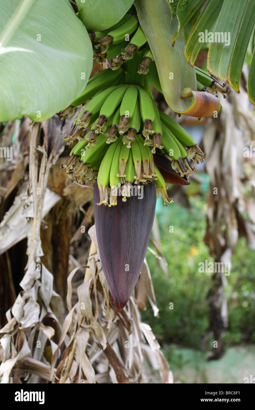 Green bananas cluster hanging from a tree. Stock Photo