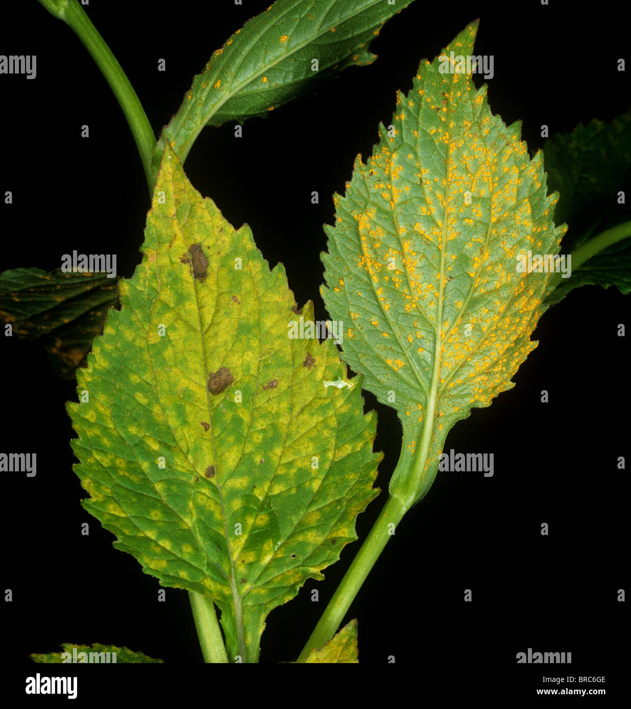 Campanula rust (Coleosporium campanulae) on bellflower (Campanula latifolia) leaves Stock Photo