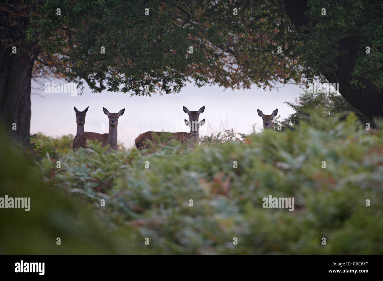 Red deer ( Cervus elaphus ) hinds in mist Stock Photo